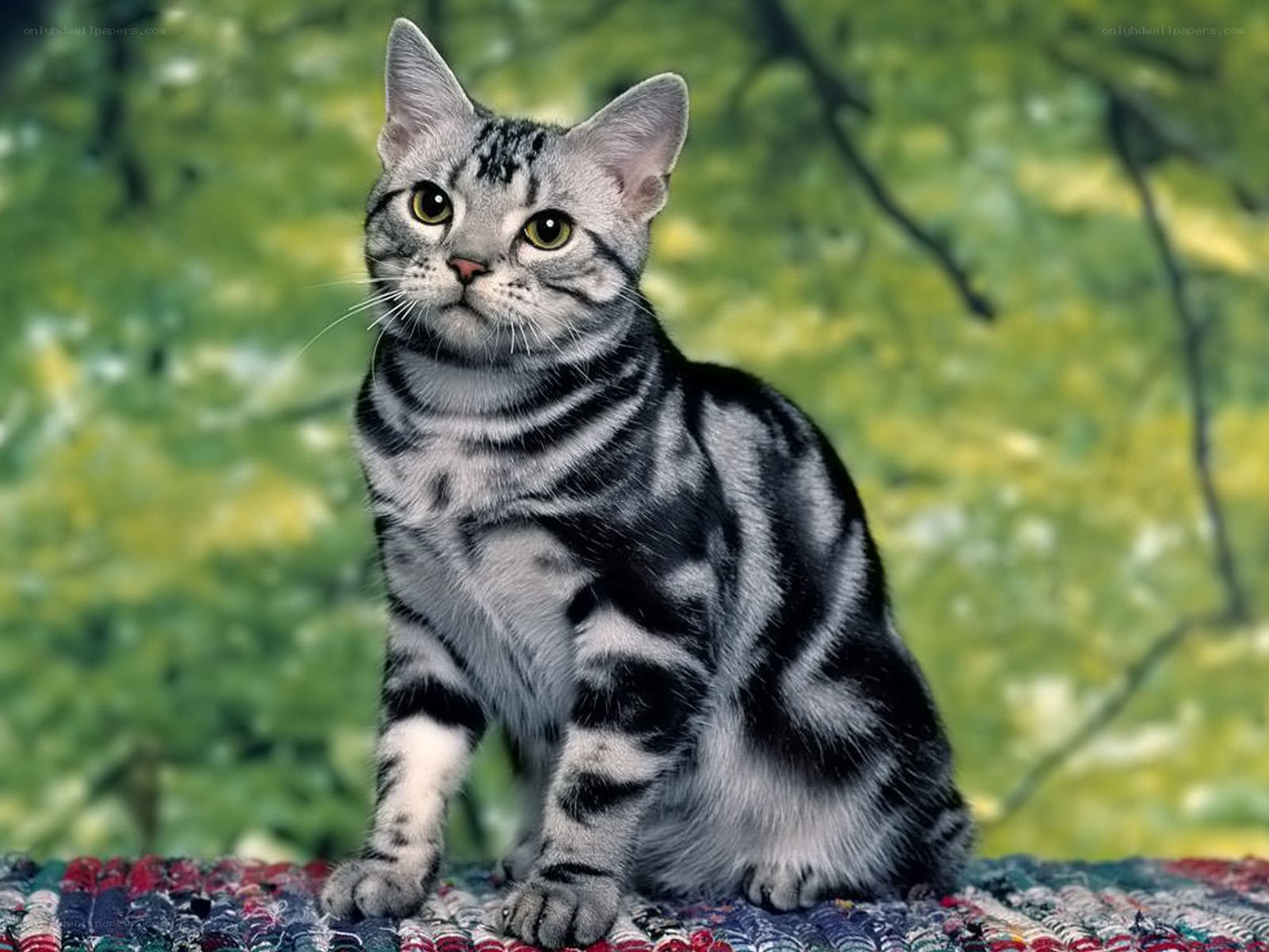 silver tabby cat on rug