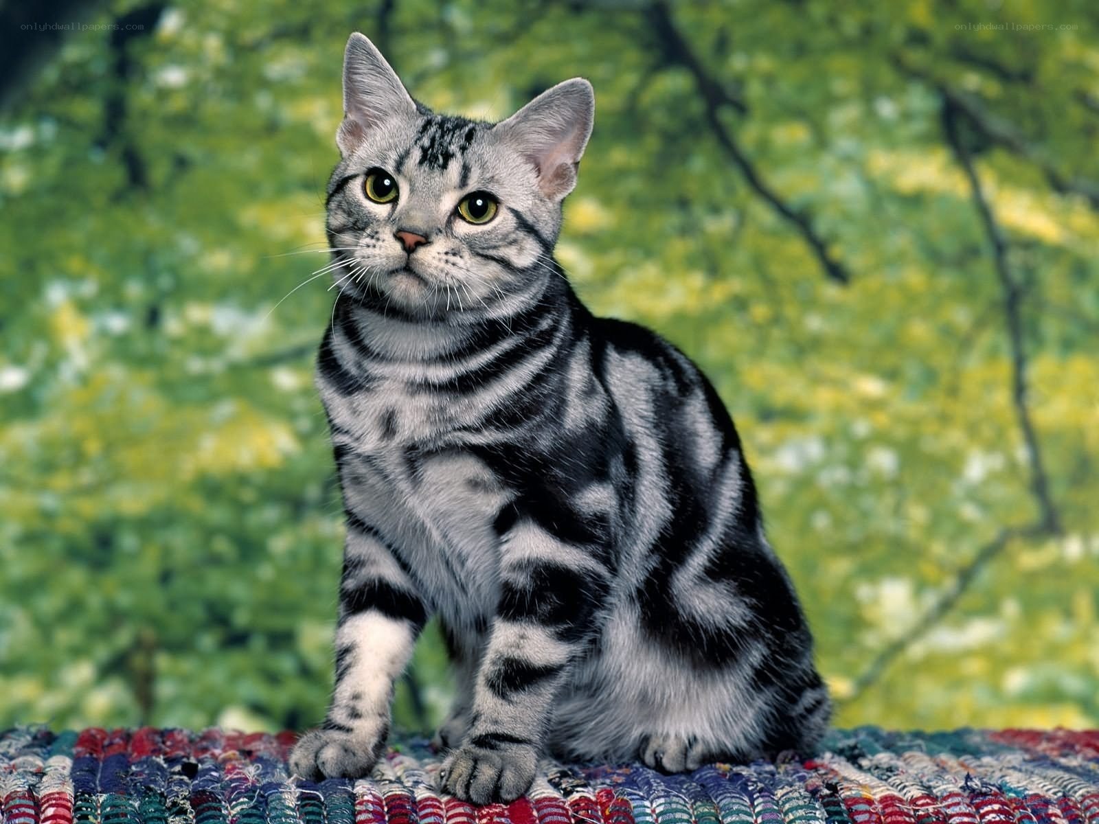 silver tabby cat on rug