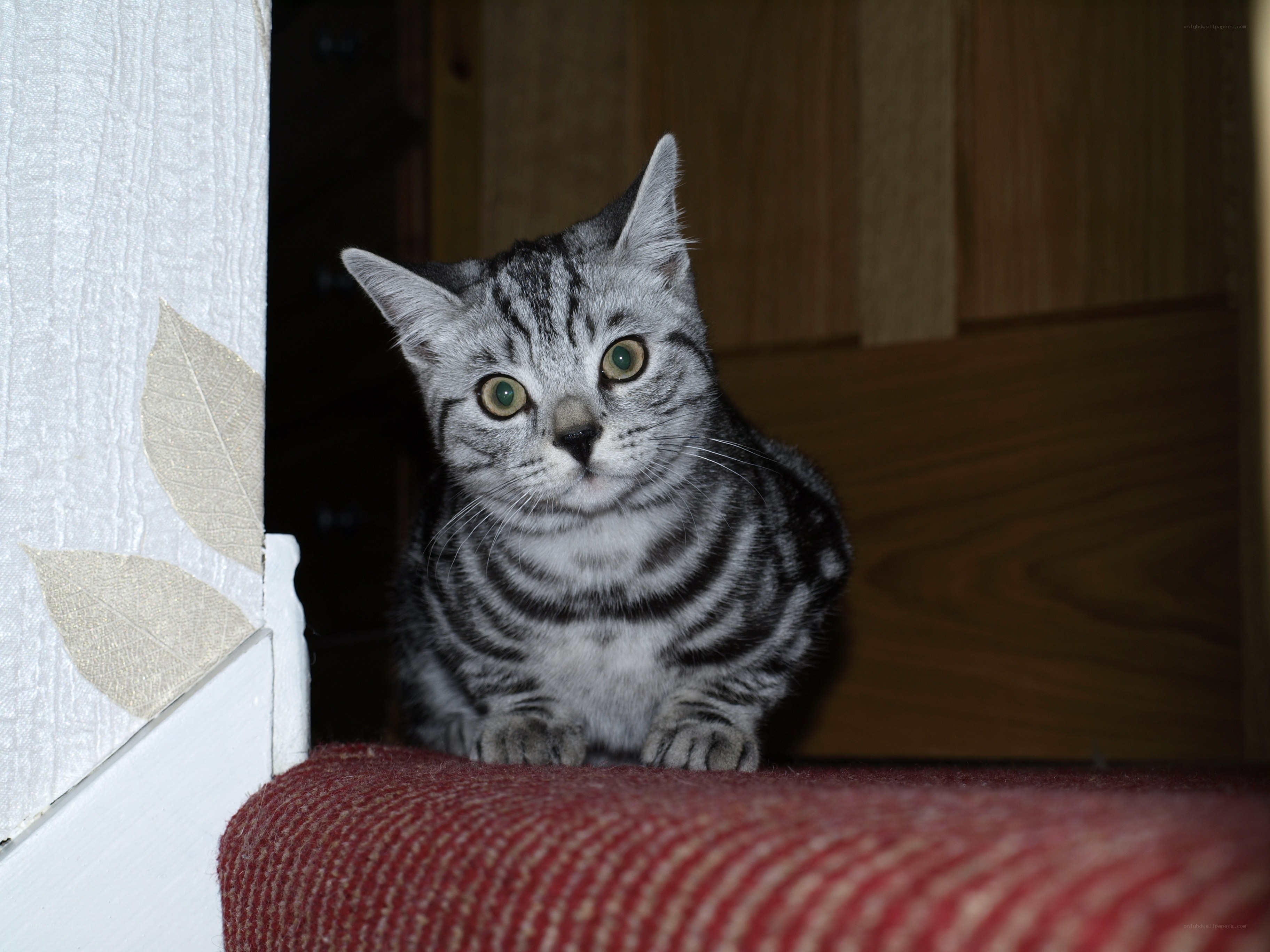 silver tabby cat on stairs