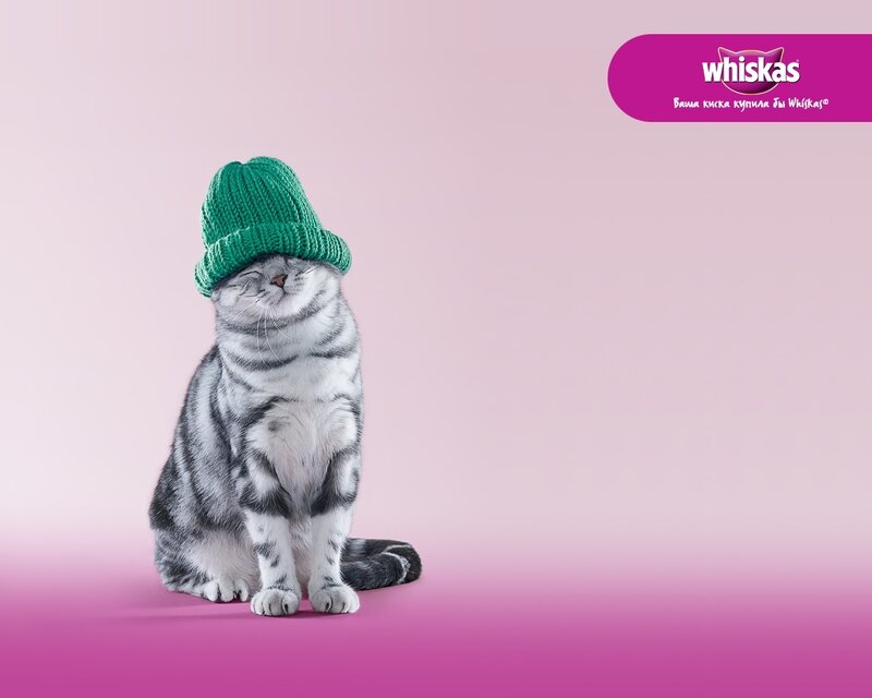 Silver Tabby Cat — Pink, Calm, Photograph, Green Hat