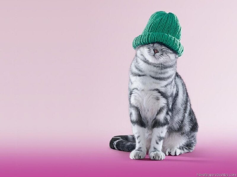 Silver Tabby Cat — Pink, Calm, Photograph