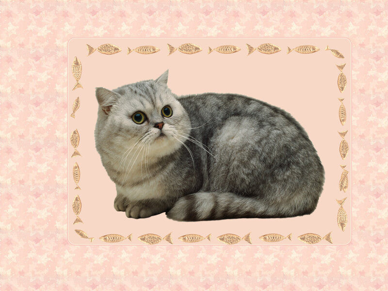 Silver Tabby Cat — Pink, Calm