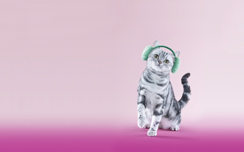 Silver Tabby Cat — Pink, Playful, Photograph