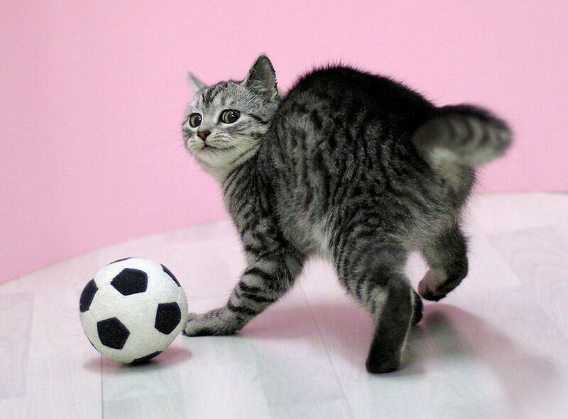 Silver Tabby Cat — Pink