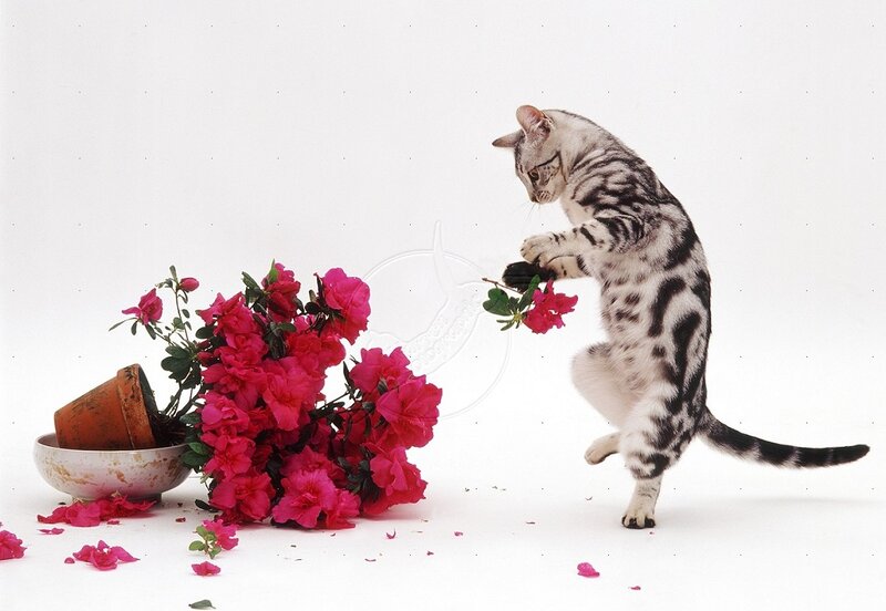 Silver Tabby Cat Playing — White