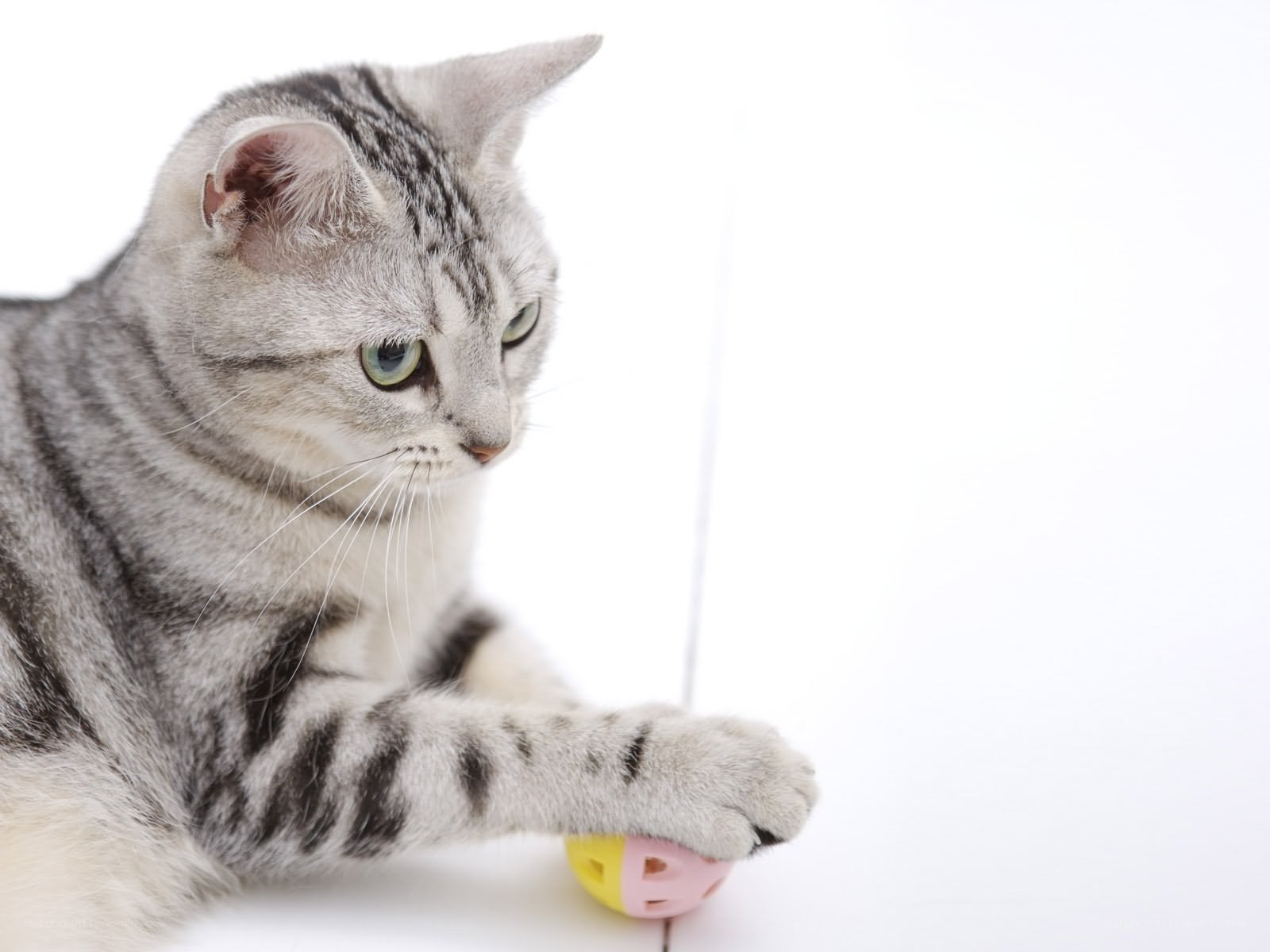 silver tabby cat playing