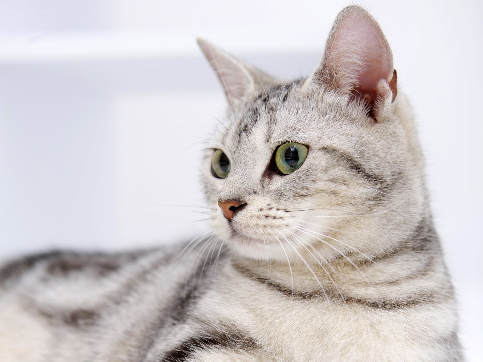 silver tabby cat portrait
