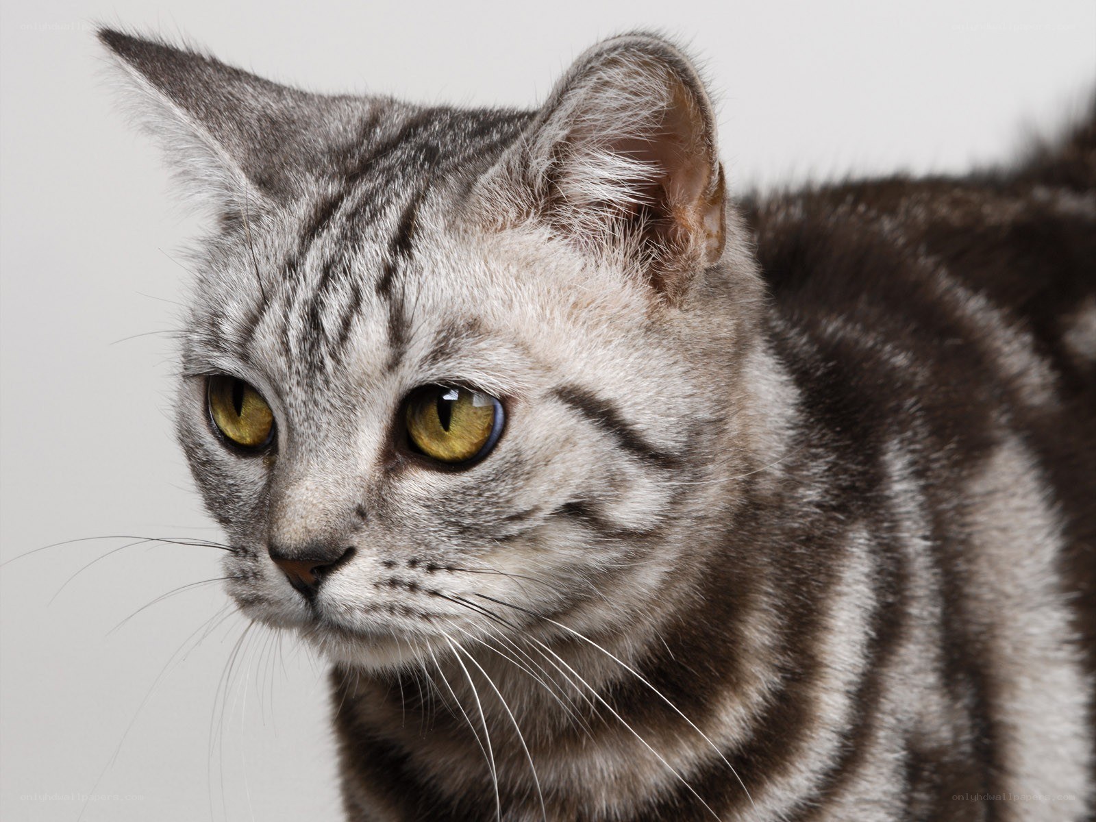 silver tabby cat portrait