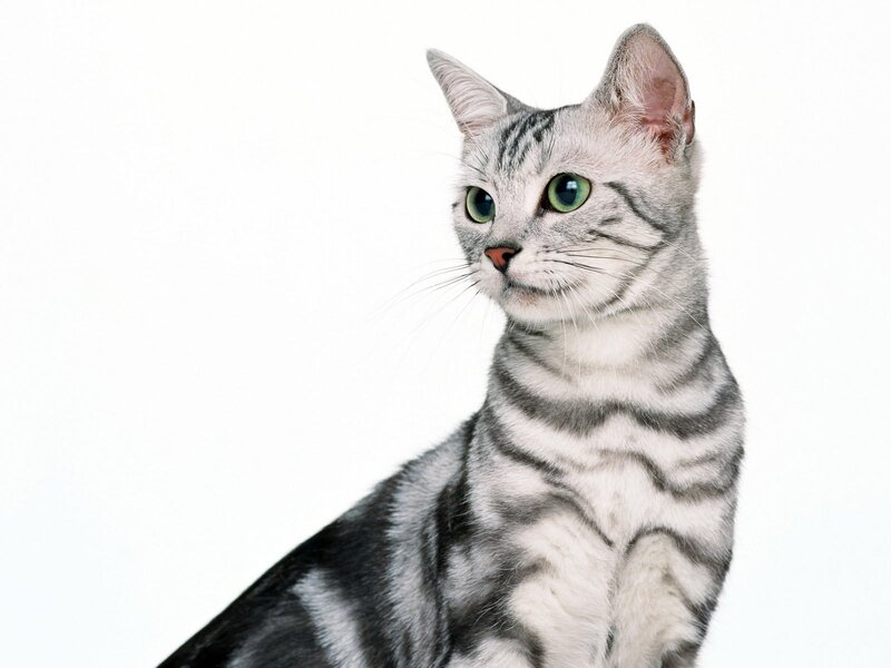 silver tabby cat portrait