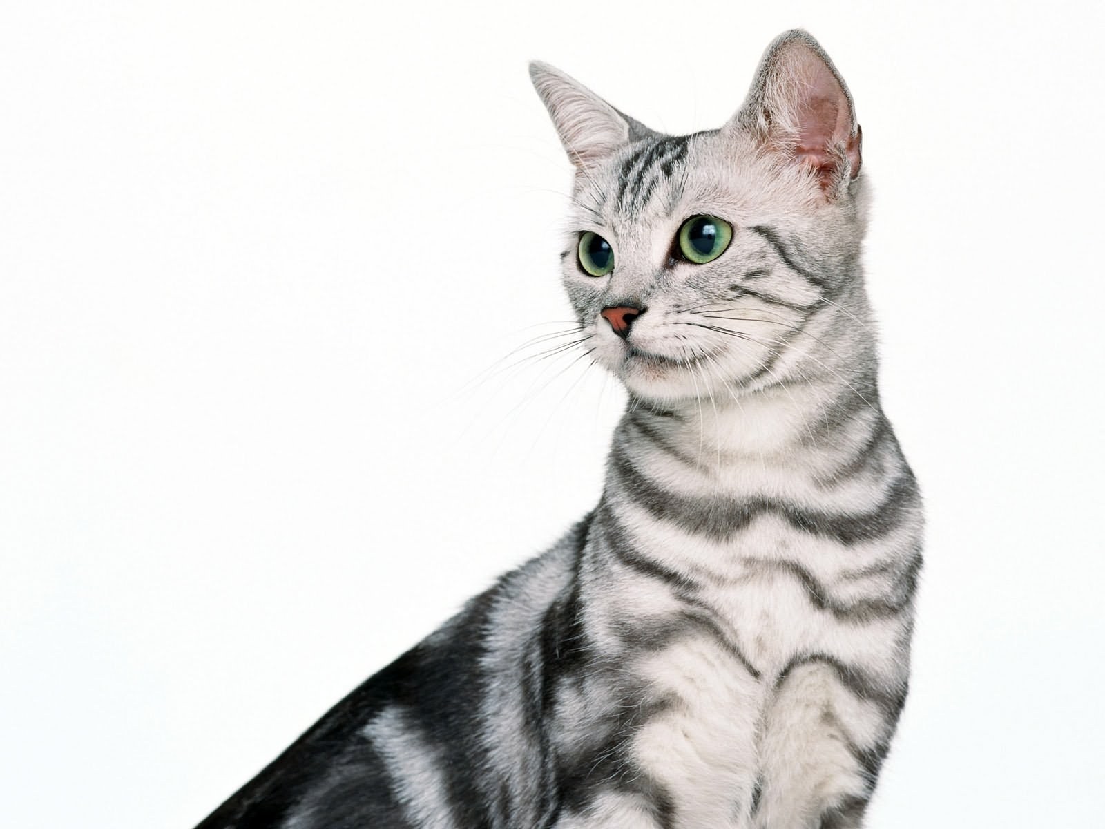 silver tabby cat portrait
