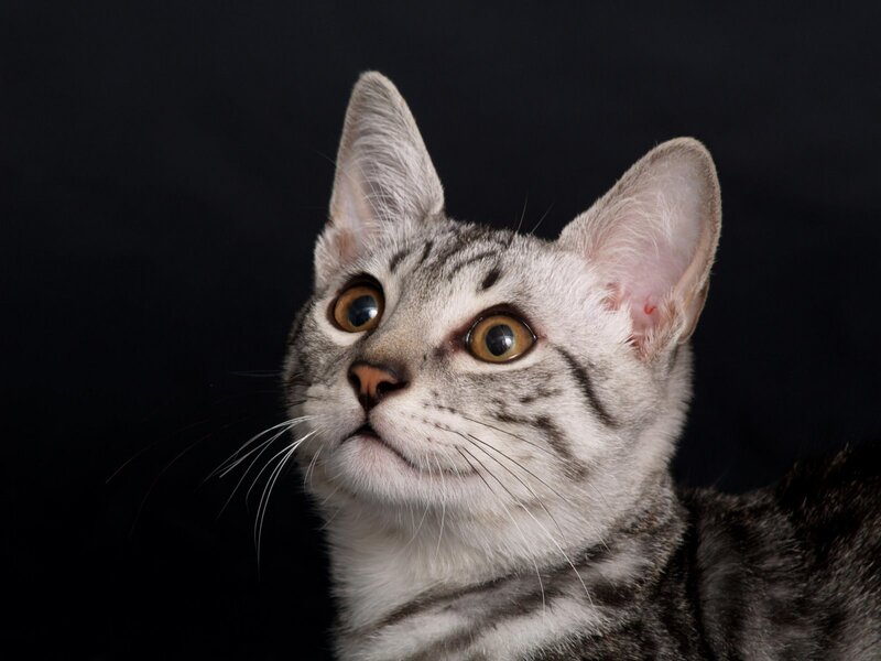silver tabby cat portrait