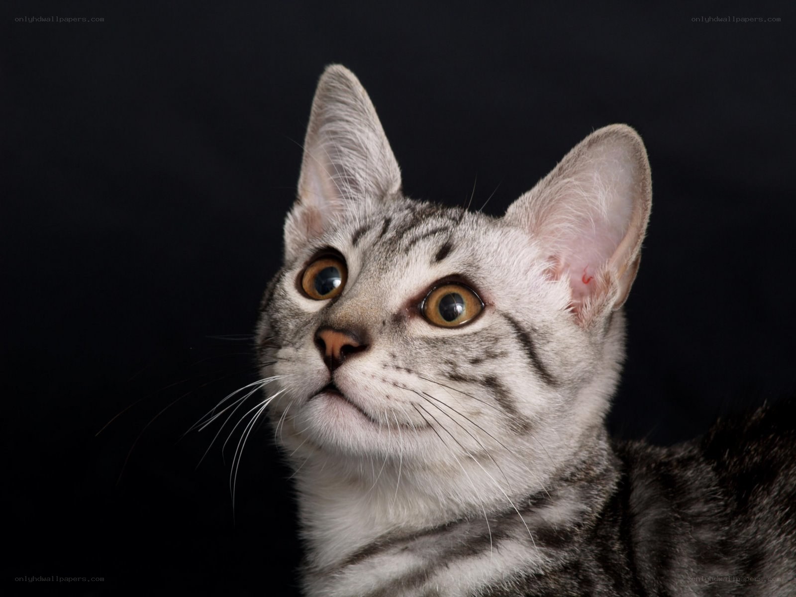 silver tabby cat portrait