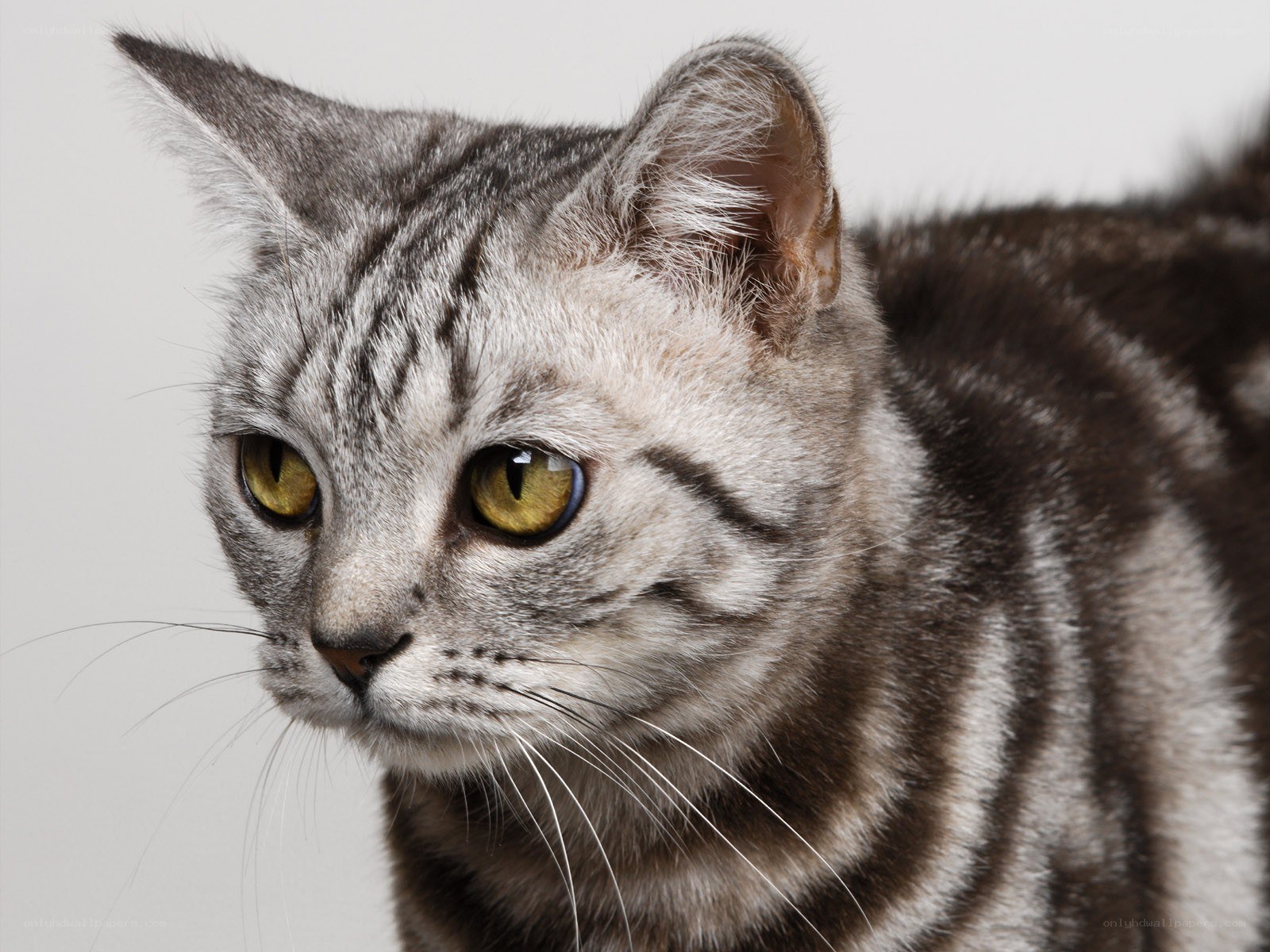 silver tabby cat portrait