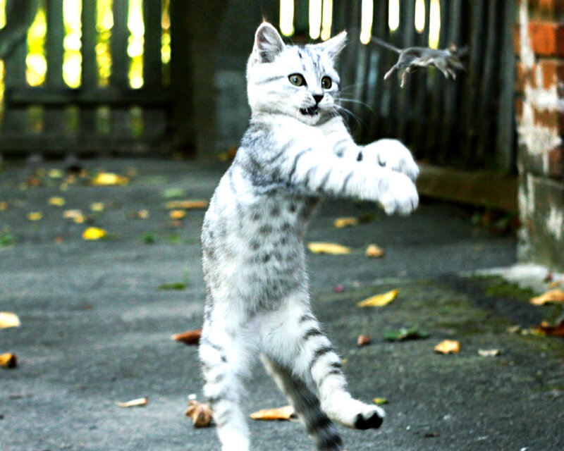Silver Tabby Cat Pouncing