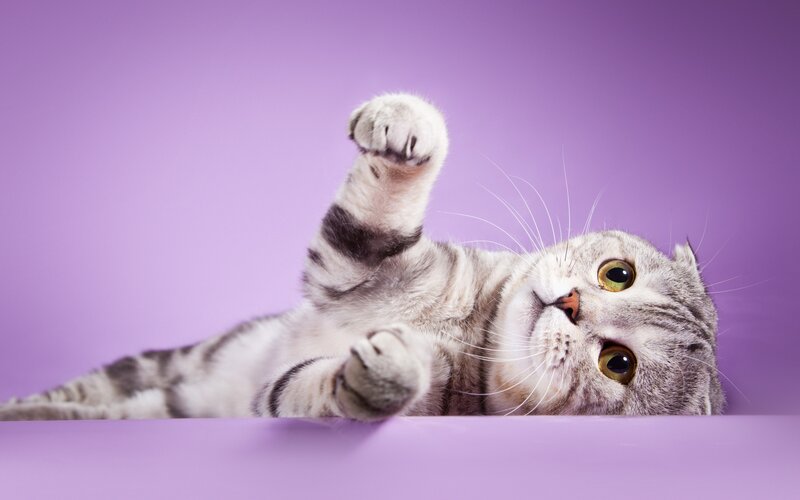 Silver Tabby Cat — Purple