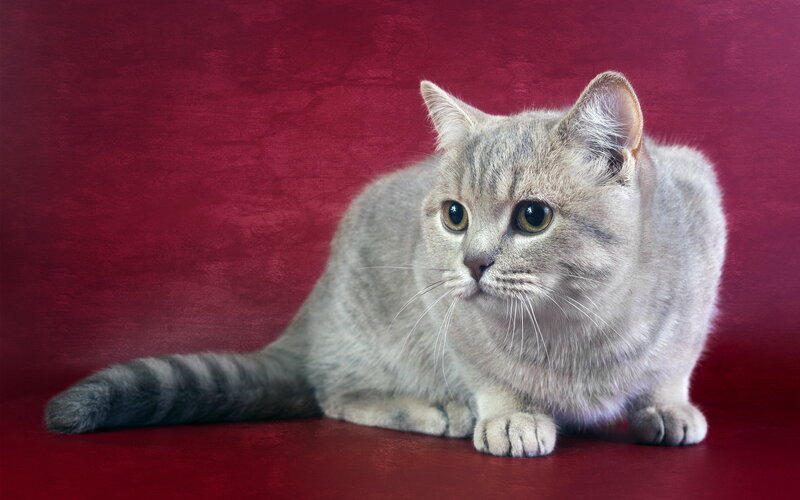 Silver Tabby Cat — Red, Calm