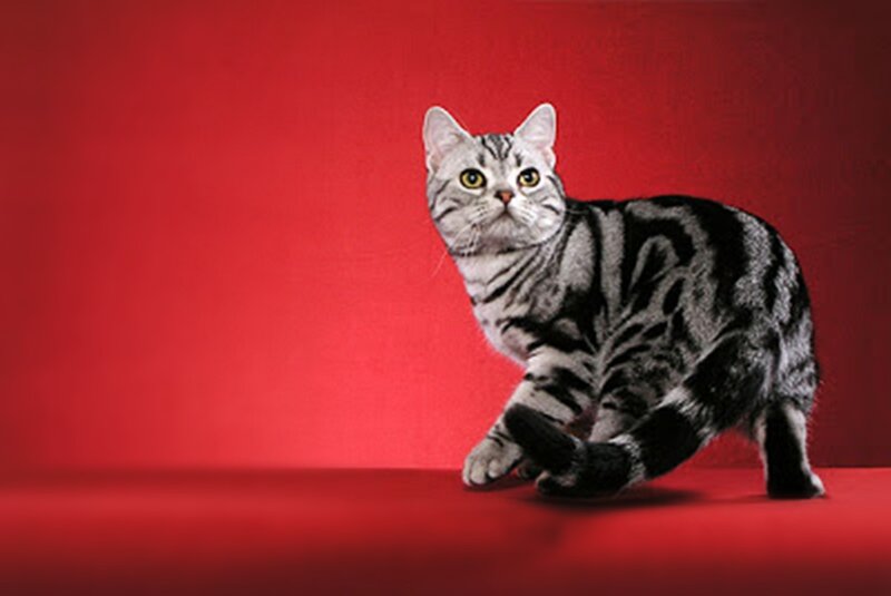 Silver Tabby Cat — Red