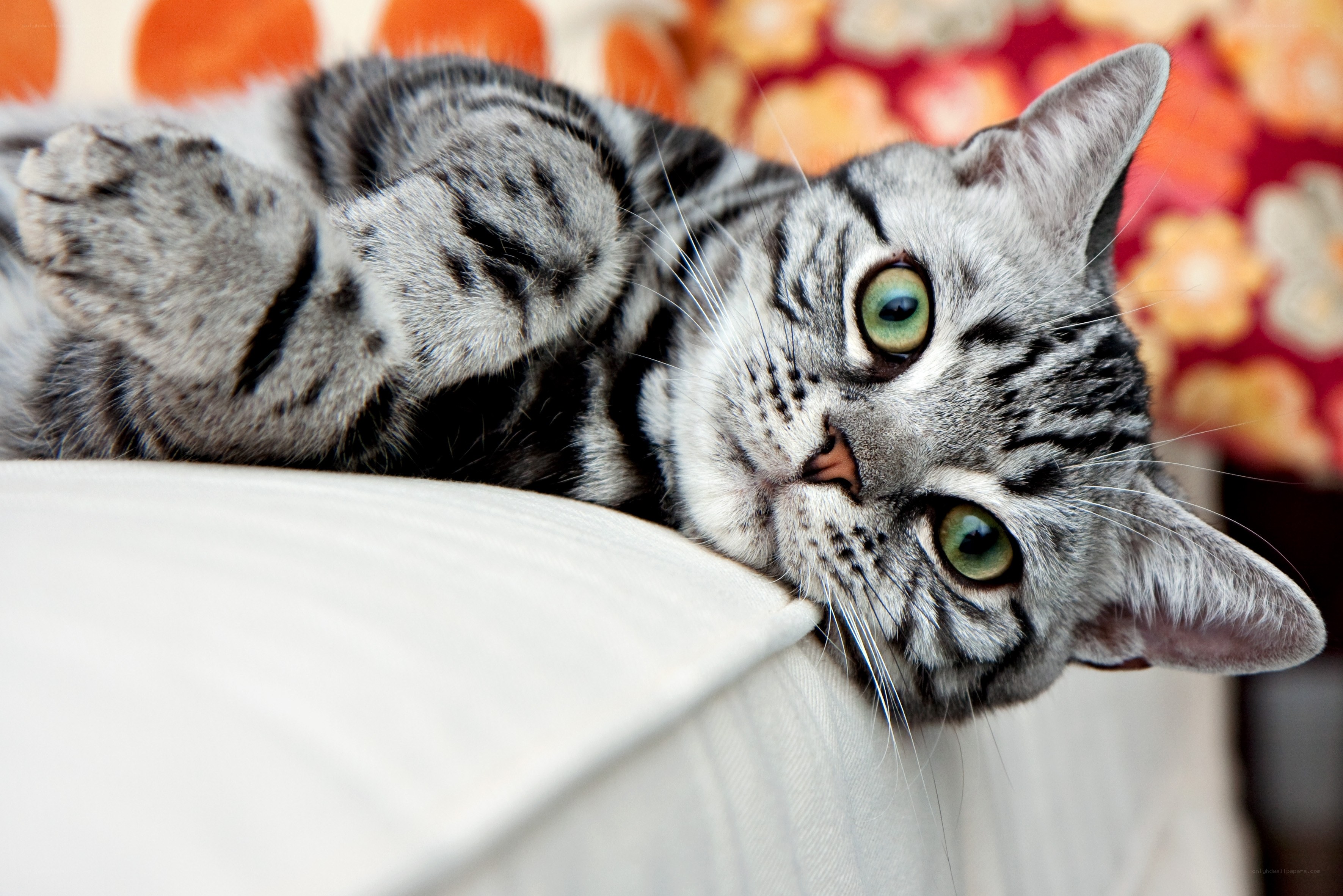 silver tabby cat resting