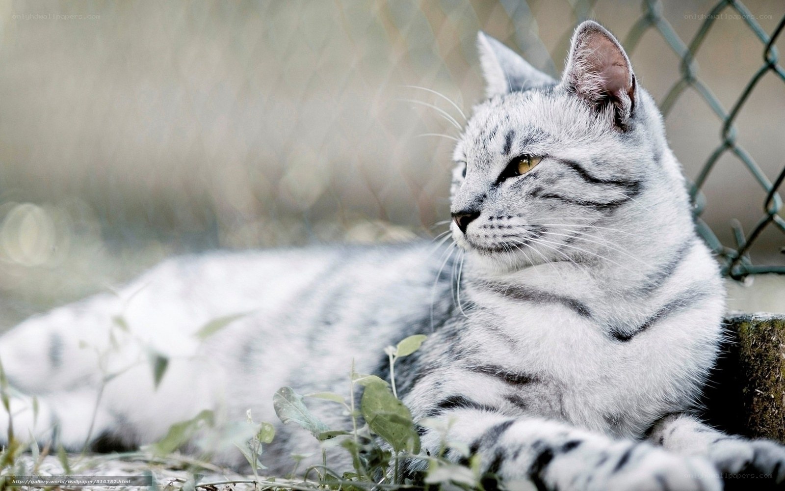 silver tabby cat resting