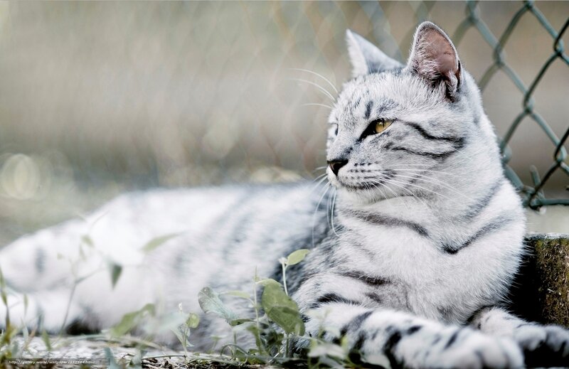 silver tabby cat resting
