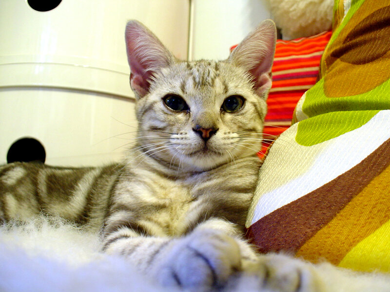 silver tabby cat resting