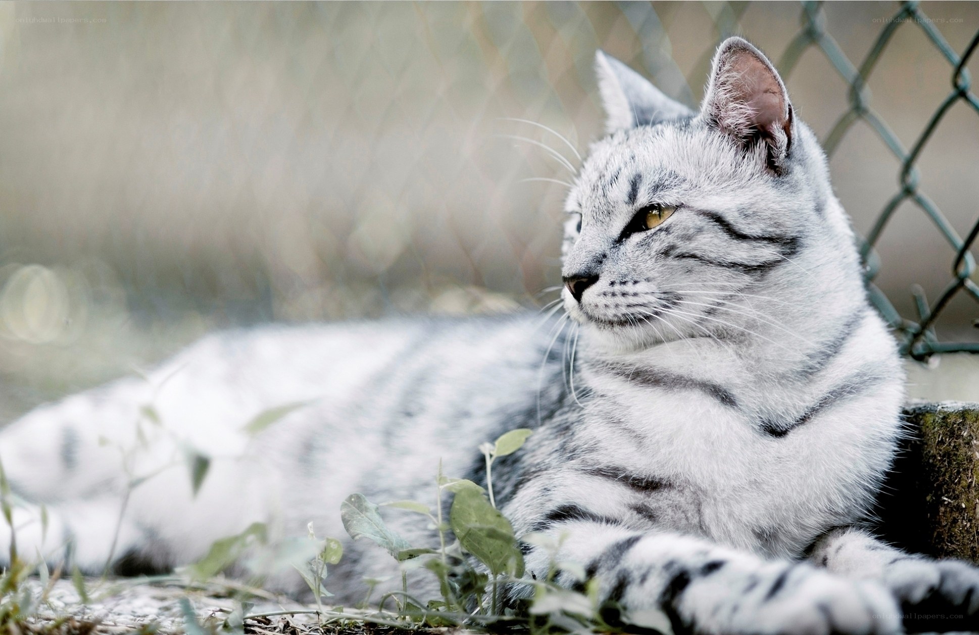 silver tabby cat resting