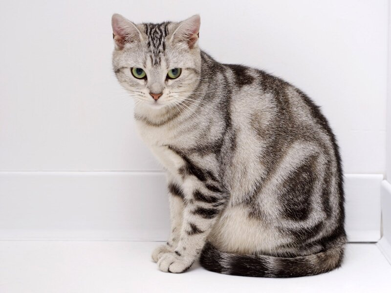 silver tabby cat sitting
