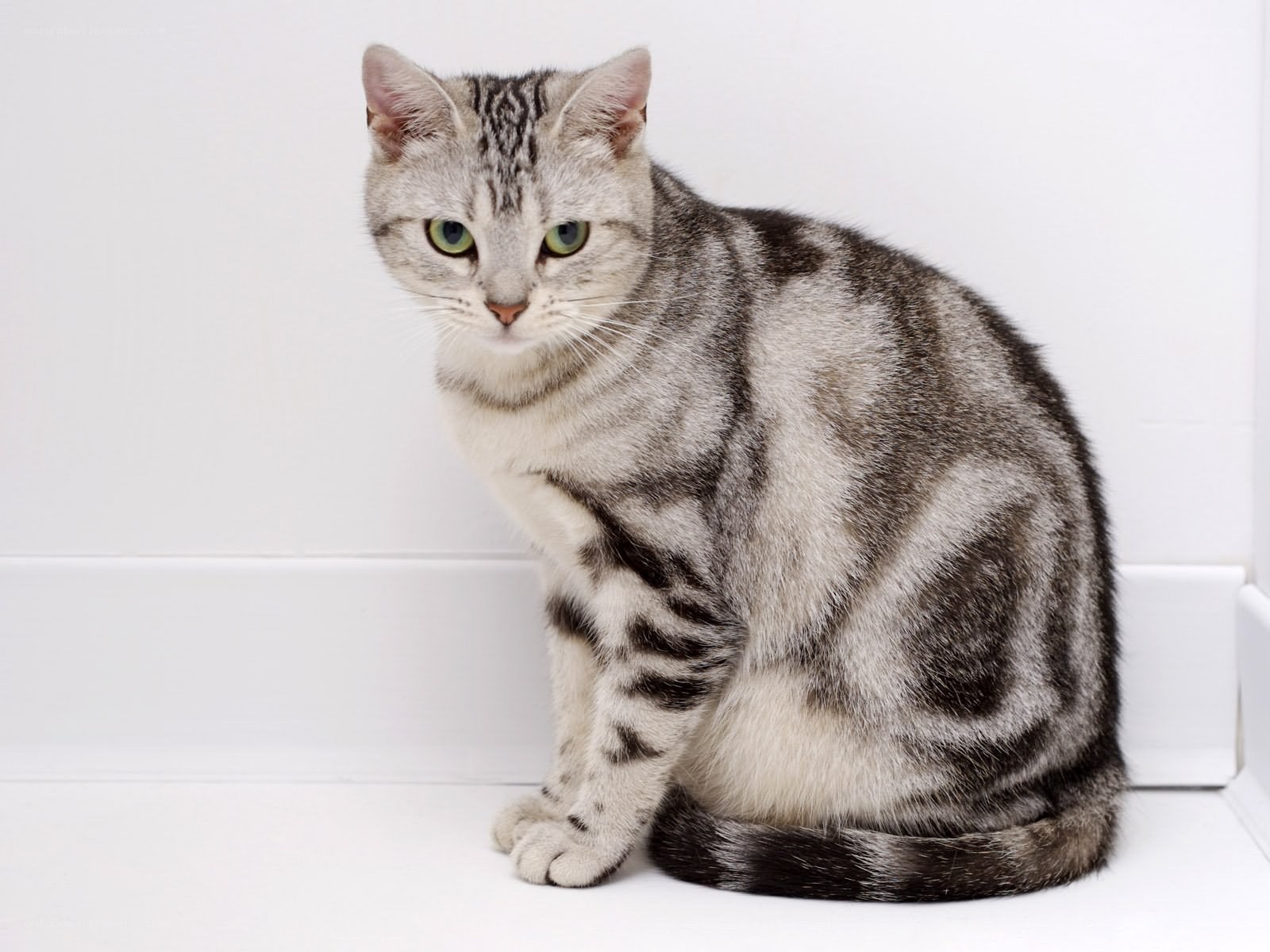 silver tabby cat sitting