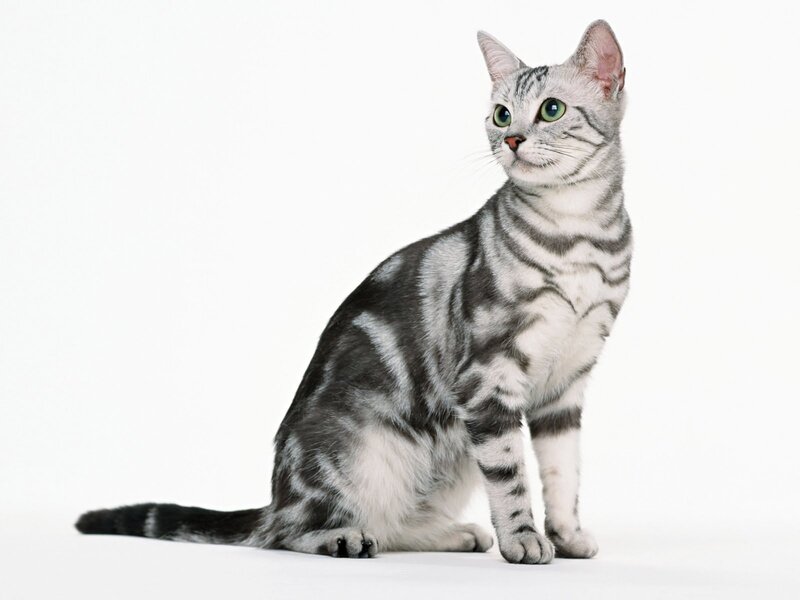 silver tabby cat sitting