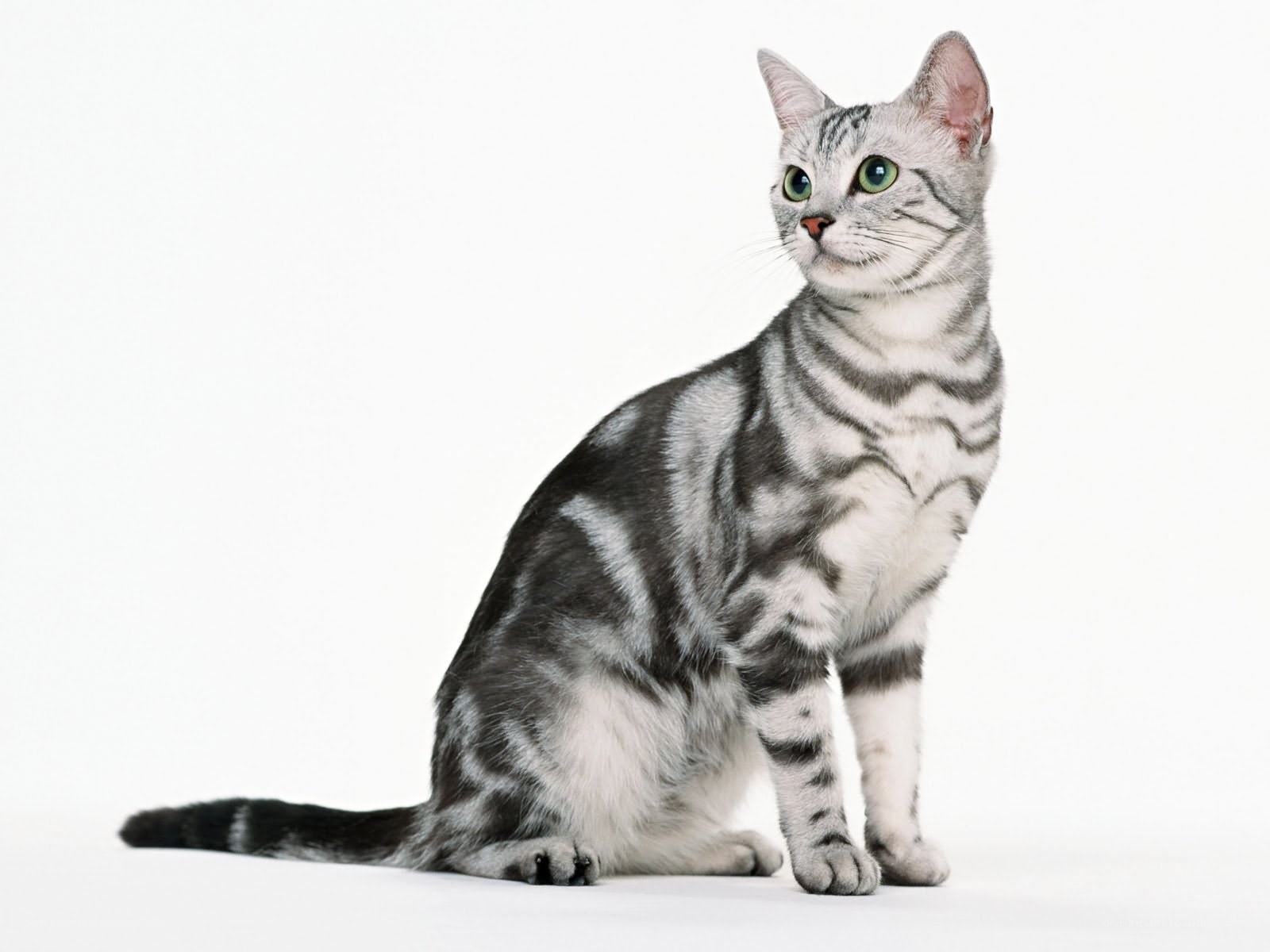 silver tabby cat sitting