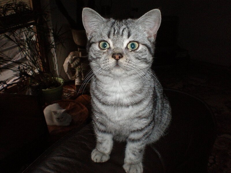 silver tabby cat sitting