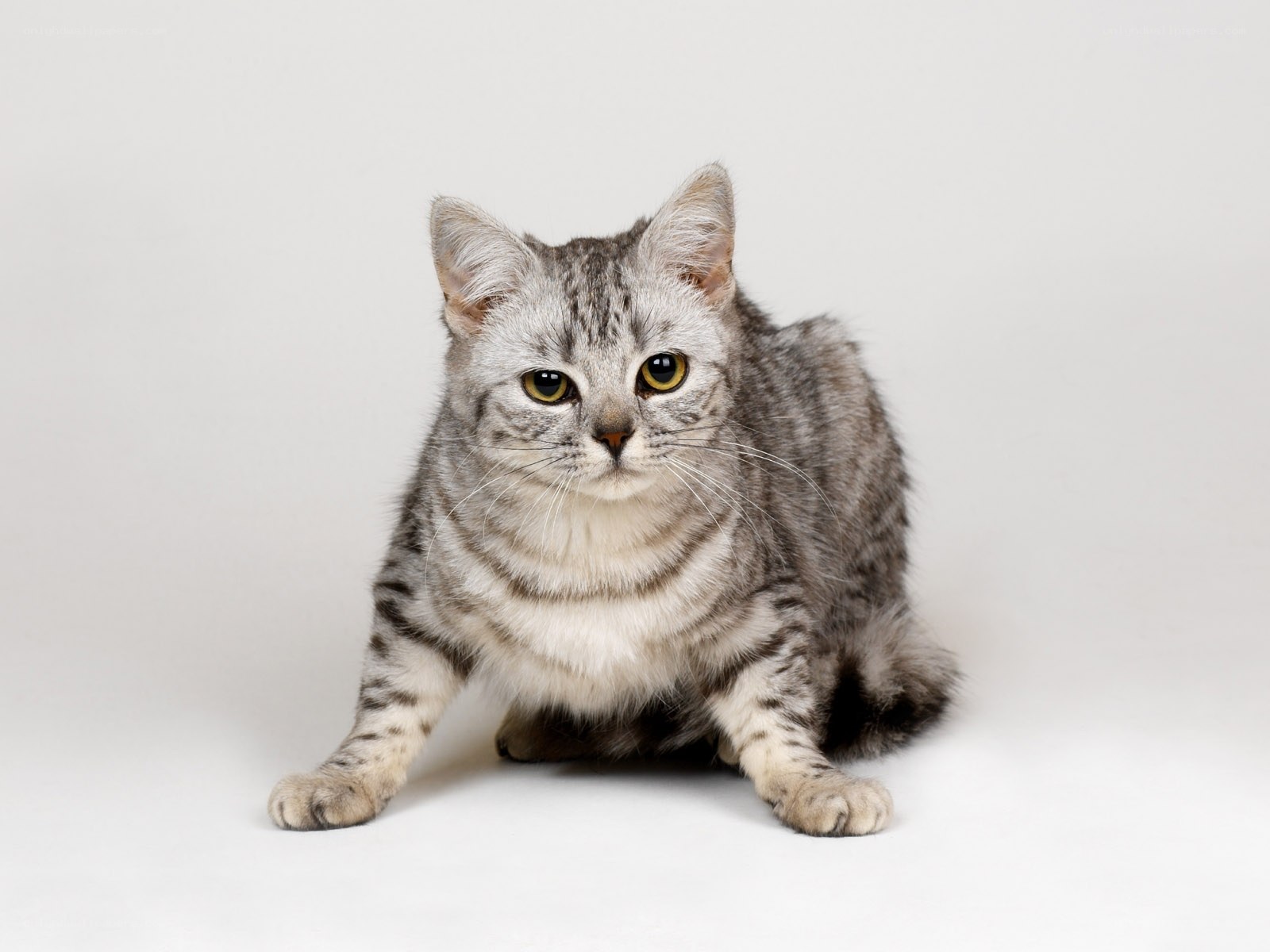 silver tabby cat sitting