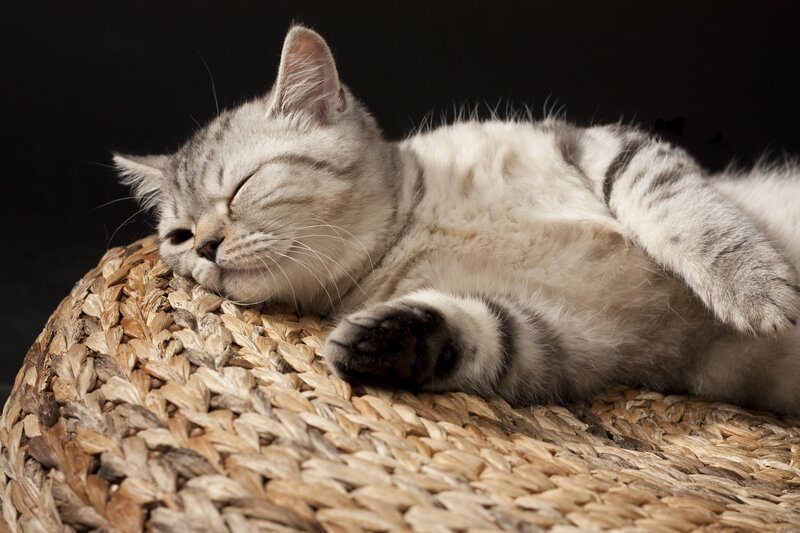 Silver Tabby Cat Sleeping — Gray, Peaceful, Photograph