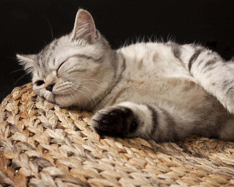 Silver Tabby Cat Sleeping — Gray, Peaceful