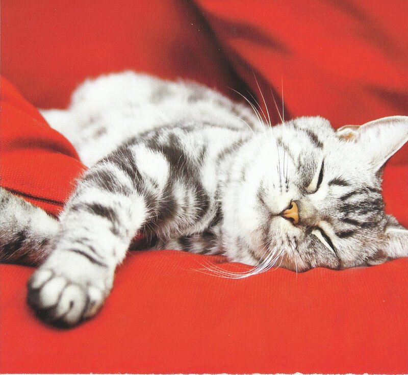 Silver Tabby Cat Sleeping — Red