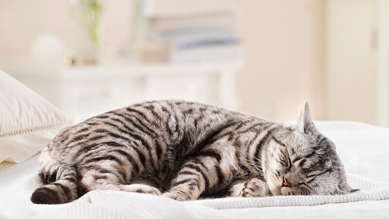 Silver Tabby Cat Sleeping — White, Peaceful