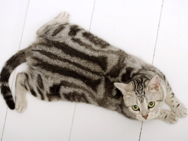 Silver Tabby Cat