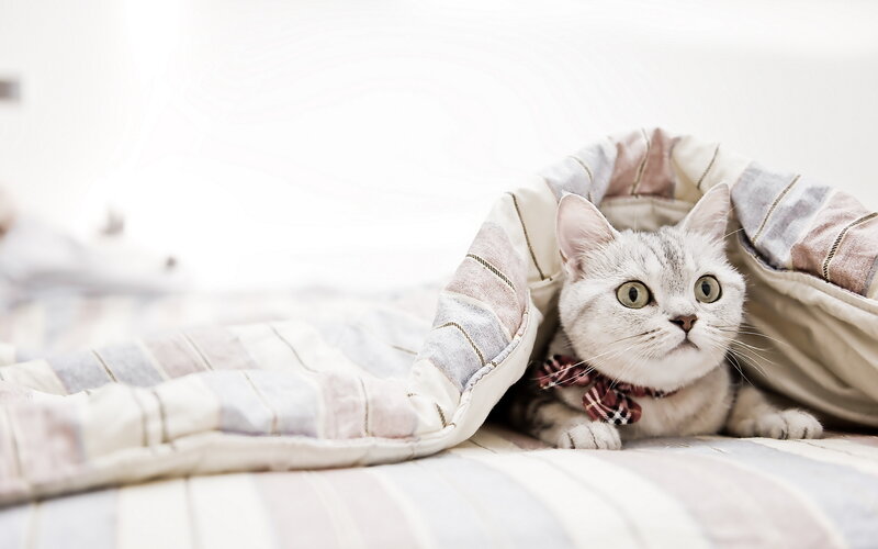 Silver Tabby Cat under Blanket