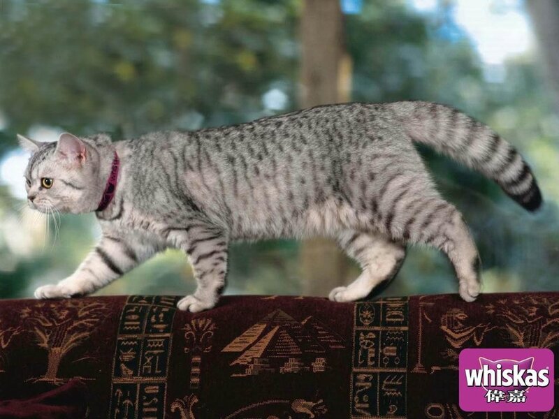 silver tabby cat walking