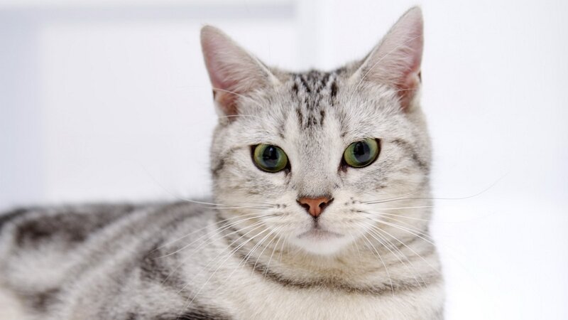 Silver Tabby Cat — Whiskers