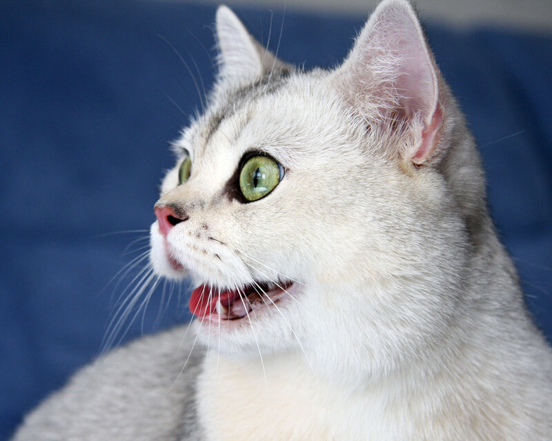 Silver Tabby Cat — White, Alert