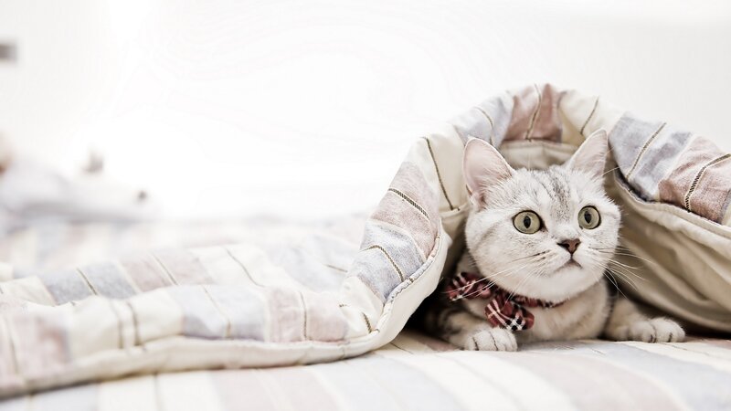 Silver Tabby Cat — White, Calm, Photograph, Blanket, Bow Tie