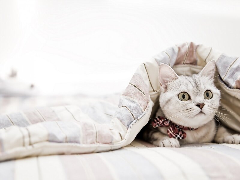 Silver Tabby Cat — White, Calm, Photograph, Blanket