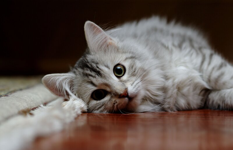 Silver Tabby Cat — White, Calm, Photograph, Floor