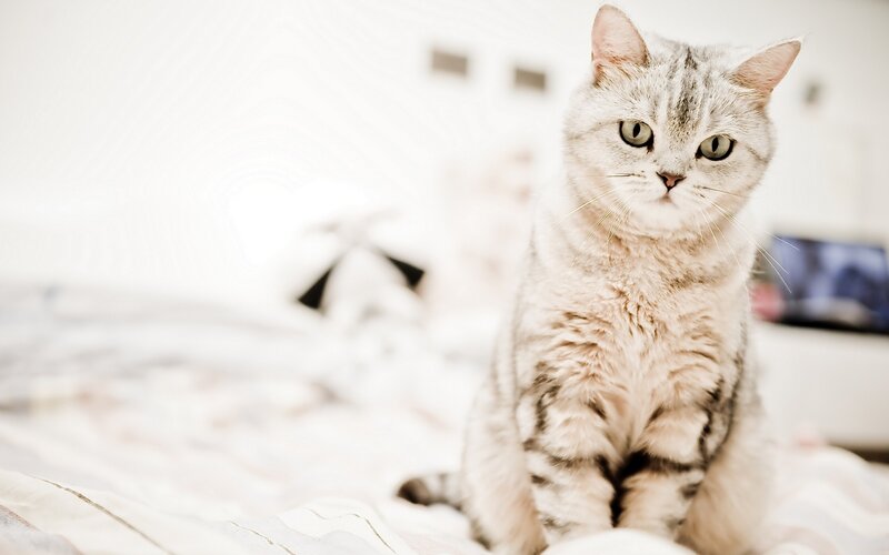 Silver Tabby Cat — White, Calm, Photograph