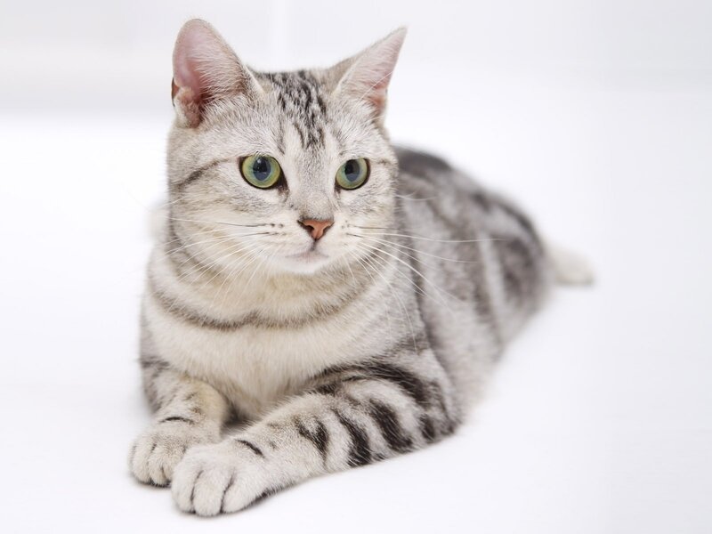 Silver Tabby Cat — White, Calm, Photograph, Whiskers, Green Eyes