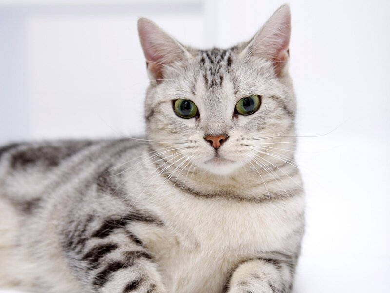 Silver Tabby Cat — White, Calm, Photograph, Whiskers