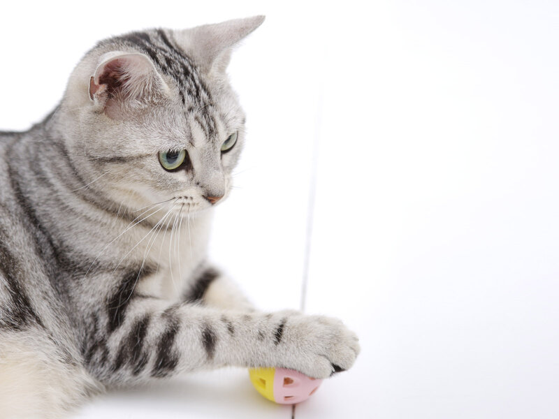 Silver Tabby Cat — White, Calm