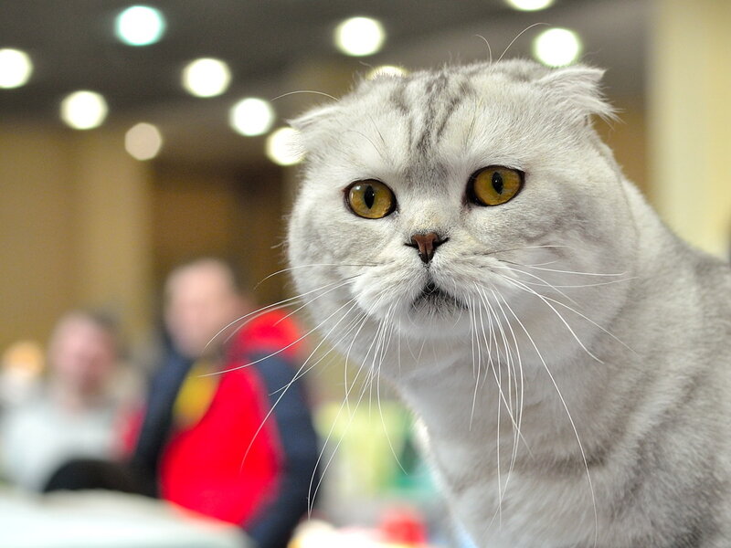 Silver Tabby Cat — White, Curious