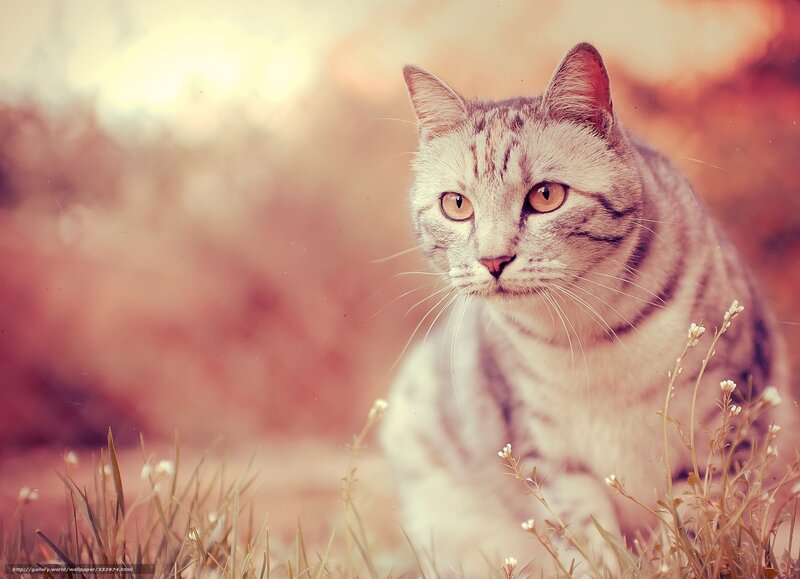 Silver Tabby Cat — White, Serene, Sunset
